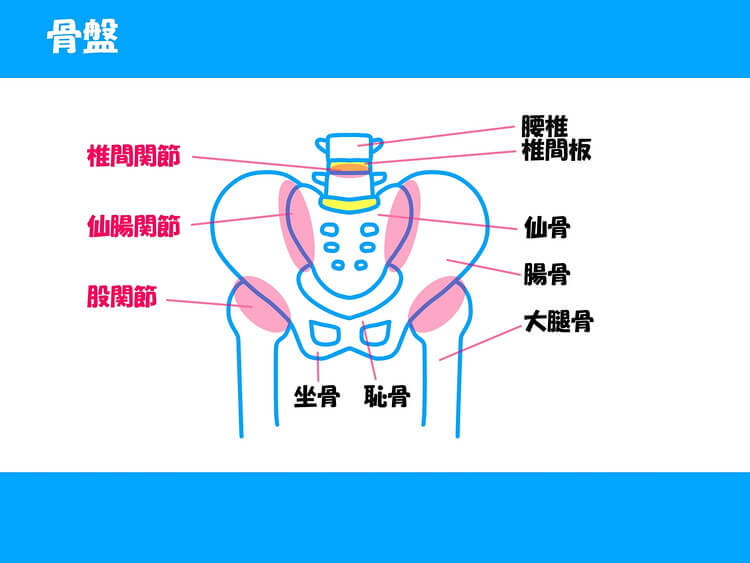 骨盤の画像